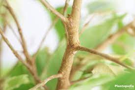 The following materials are not safe if toxic chemicals or insecticides have been sprayed on them. Weeping Fig Tree Plant Ficus Benjamina Care Indoors Outdoors Plantopedia