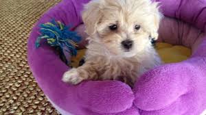 They are powerful, athletic dogs, but have calm, kind dispositions. Maltipoo Maltese Poodle Mix Pups Micheline S Pups