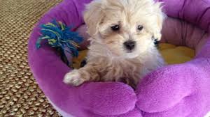 Found 19 maltipoo puppies ads from michigan, us. Maltipoo Maltese Poodle Mix Pups Micheline S Pups