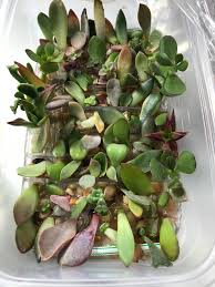 I'm not sure what media you used for propagation, but in the first picture, it looks like beach sands. Succulent Water Propagation Rig Album On Imgur