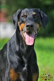 Image result for sedmihradský honič