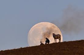 ابرماه سگ آبی