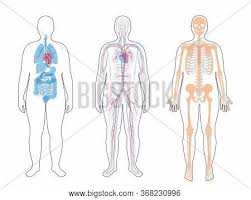 It encloses and protects the body and is the site of many sensory. Fat Man Skeleton Vector Photo Free Trial Bigstock