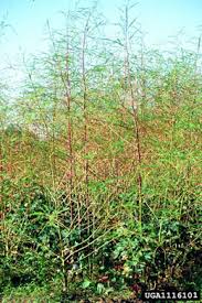 Image result for Sesbania pachycarpa