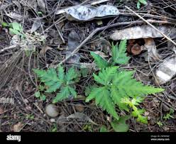 Image result for Doryopteris concolor