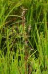 Image result for Hyparrhenia welwitschii