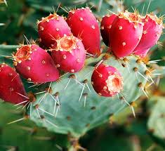 How does prickly pear cactus work? Prickly Pear Cactus Opuntia Calloway S Nursery