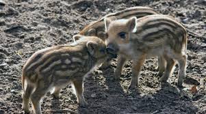 Wildschweine aus dem garten zu vertreiben ist keine einfache angelegenheit. Was Tun Wenn Wildschweine Im Garten Wuhlen Stadt Blatt Verlag