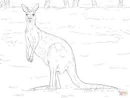 We have more detailed animal. Realistic Animal Colouring Pages Coloring And Drawing