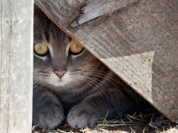 Verbietet der mietvertrag eine katze in der wohnung, kann eine missachtung auch als vertragsbruch ausgelegt werden. Freigangerkatze Wie Lange Bleibt Die Samtpfote Weg
