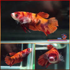 Live Betta Fish Female Nemo Halfmoon Plakat Hmpk 3679 Betta Betta Fish Fish Pet