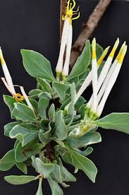 Image result for Agelanthus natalitius