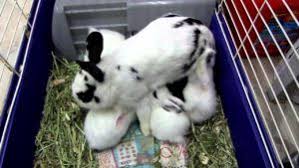 Mother rabbits do not sit on the babies to keep them warm as do some mammals and birds. The Ultimate Baby Rabbit Guide Originally Published The Bunnylowdown By Kris Barton The Bunny Lowdown Medium