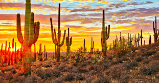 You can find contact details for cactus jack's auto above. Phoenix Mesa Az Chicago Rockford International Airport