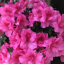 Azalea Rose Glow Tree Blooming Azaleas Shade Shrubs Trees To Plant