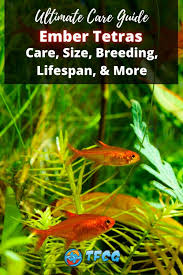 Care Guide For Ember Tetras — Orange Jewels Of The Nano Aquarium – Aquarium  Co-Op