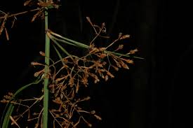 Image result for Hypolytrum pynaertii