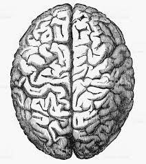 Darker colored stones appear smaller than white diamonds, so if you are. Vintage Anatomy Brain Brain Art Engraving Illustration Human Brain Anatomy