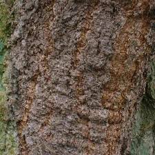 Quick identification of douglas fir douglas fir is not a true fir so both the needle formations and the unique cone can throw you off. Douglas Fir And 100 Common North American Trees