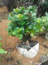 Bonsai Beringin Putih Terbaik Contoh Bonsai