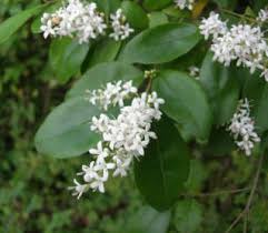 Check spelling or type a new query. Invasive Shrubs Vines And Trees Ut Arboretum