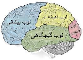 مغز