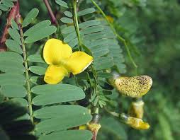 Image result for Sesbania sericea