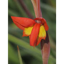 Image result for Gladiolus dalenii