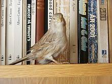 In der haustierhaltung von kanarienvögeln kann die brutsaison jedoch auch jahreszeitenunabhängig durch die beeinflussung der brutauslösenden faktoren, wie tageslicht, temperatur und futterangebot gesteuert werden. Kanarienvogel Wikipedia