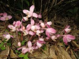 Image result for Disa satyriopsis