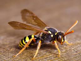 What Happens To Wasps And Hornets Over Winter? — Apc Management