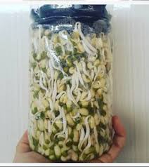 Cek cara membuat tahu rumahan. Kunsultan Pertanian Membuat Tauge Kacang Hijau Dalam Botol Plastik