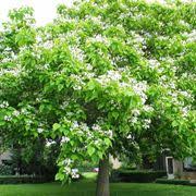 Fiori bianchi e profumatissimi, piuttosto piccolini ma dal grande effetto riempitivo pallon di maggio: Alberi A Fiore Bianco