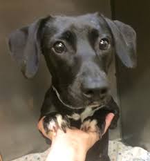 Ray aka oscar the grouch. Second Chance Pet Adoption League Ray Lovelypet