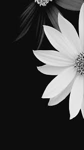 Pin By Vera Fernandes On Wallpaper Flower Phone Wallpaper Backgrounds Phone Wallpapers Dark Wallpaper