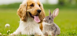 Check spelling or type a new query. Can Dogs Smell Rabbits Wag