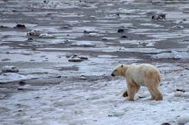 Feb 27, 2013 · if you live in churchill, you don't walk the streets at night during bear season. How A Canadian Town Hopes To Use Radar To Warn Of Approaching Polar Bears Arctictoday