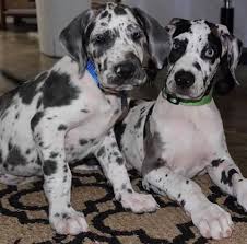 You're thinking of getting a great dane puppy? Great Dane Puppies Available Home Facebook