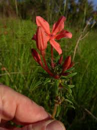 Image result for Otomeria