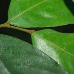 Image result for Polyceratocarpus