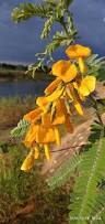 Image result for Sesbania sericea