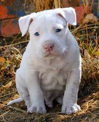 Pin By Coverup Girlz Llc On Animals That I Love Pitbull Puppies Pitbull Terrier Bully Breeds Dogs