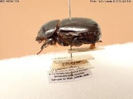 Image result for Pentodon