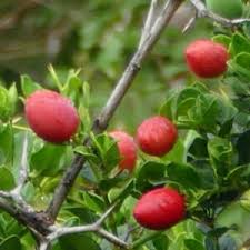 Image result for Carissa praetermissa