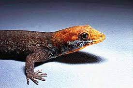 Venezuelatuya Lagarto Microcuentos Animales