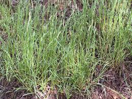 Image result for Setaria grandis