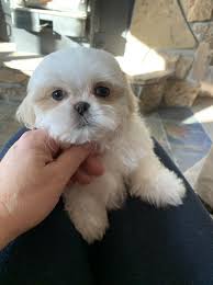 Shih tzu puppies colorado rescue. Shih Tzu Puppy Dog For Sale In Evergreen Colorado