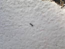 We sell professional do it yourself pest control (diy), exterminator and extermination insecticide, pesticide, chemical and bug killer treatment products. 10 Times Smaller Ant Dragging Fallen Warrior Ant Album On Imgur