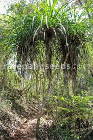 Image result for Pandanus sp. B