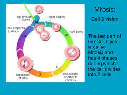 Check spelling or type a new query. Cell Cycle Order